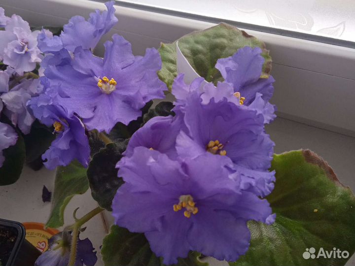 Сортовых фиалки