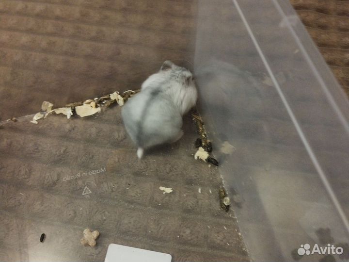 Джунгарский хомяк