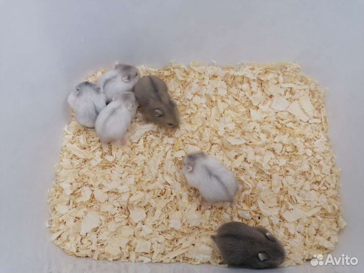 Джунгарский хомяк