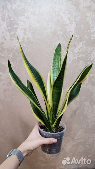 Сансевиерия