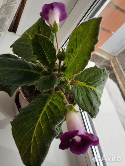 Фиалка, глоксиния