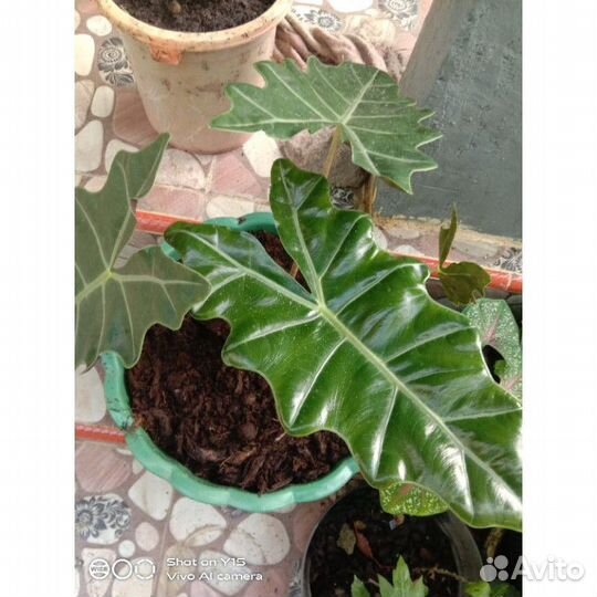 Алоказия сандера
