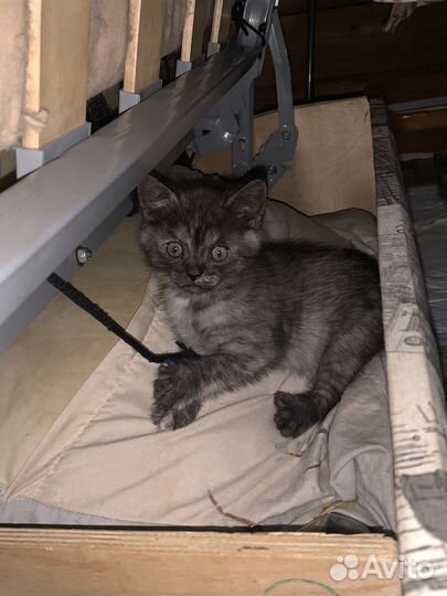 Шотландские котята