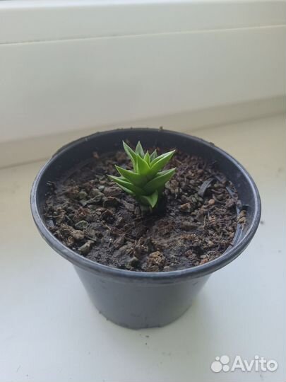 Суккуленты