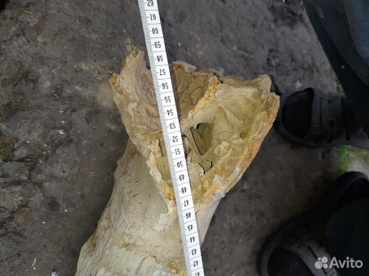 Рог древнего безона