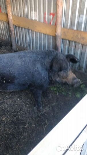 Хряк венгерской мангалицы