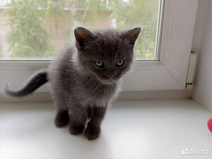 Котенок в добрые руки