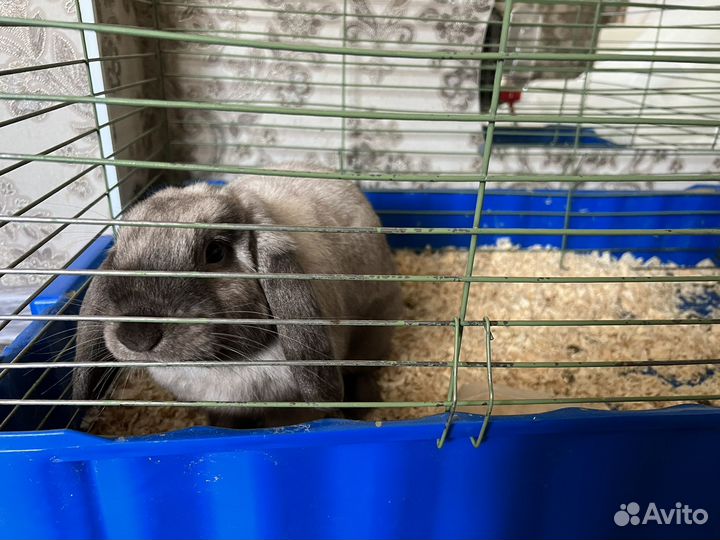 Декоративные кролики вислоухие