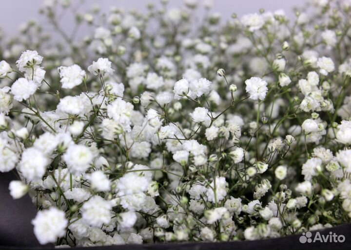 Гипсофила. Букет цветов