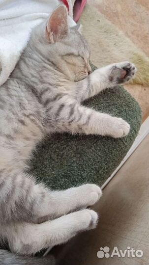 Шотландская кошечка 5 месяцев