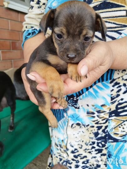 Той-терьер щенки