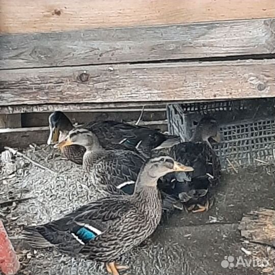 Подсадные утки