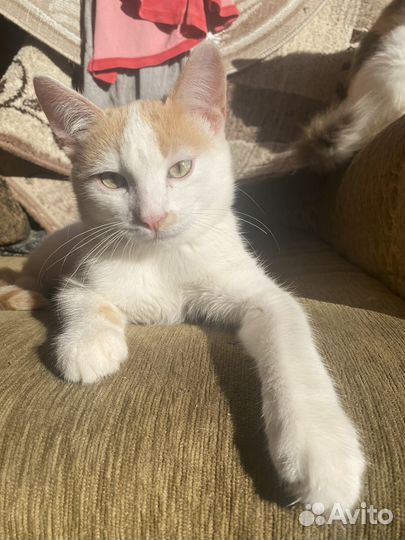 Котята в добрые руки даром