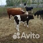 Продаются телки