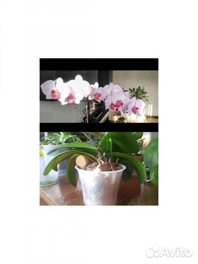 Орхидеи фаленопсис