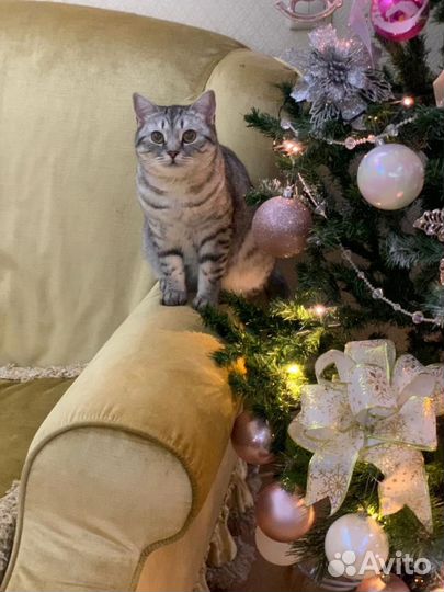 Кошка в аренду