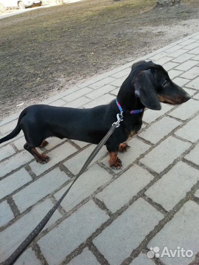 Такса, вязка