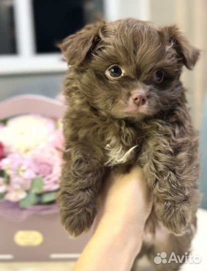 Болонка дизайнерская мальчик