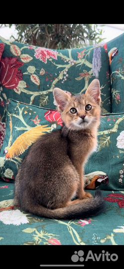 Чаузи ф1 мальчик