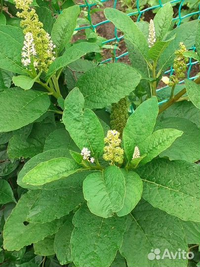 Лаконос для сада или фитолакки