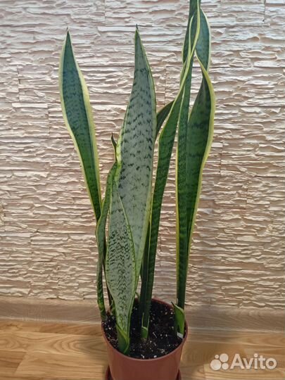 Сансевиерия (тещин язык,щучий хвост)высок и низкая