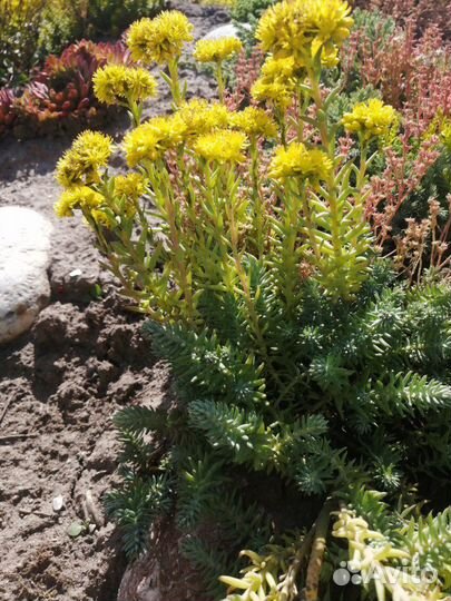 Почвопокровные растения