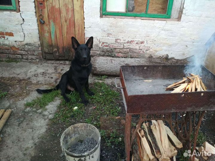 Немецкая овчарка кобель для вязки