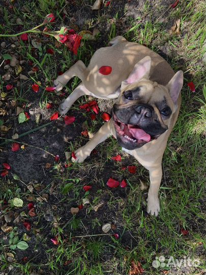 Французский бульдог 1,5 года