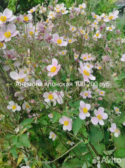 Многолетники для сада цветы