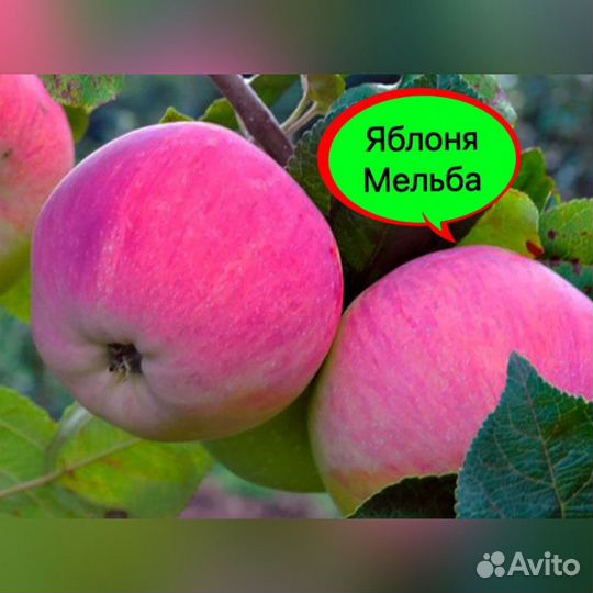 Саженцы яблони Рэд Чиф