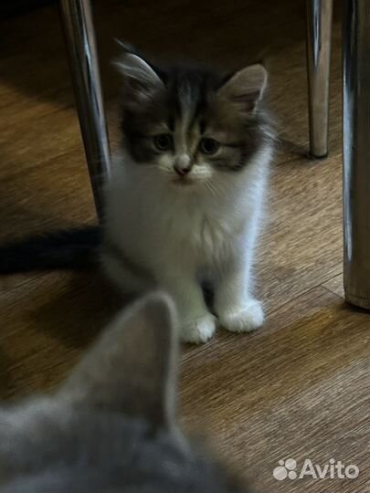 Кошка