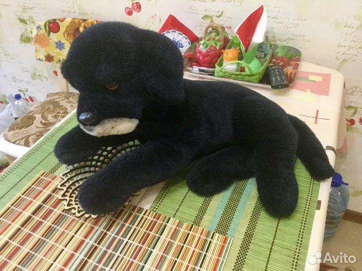 Собака черная