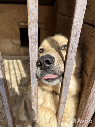 Помоги собакам из приюта