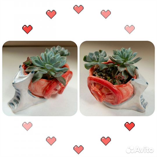 Флорариумы, садики суккулентов, керамика