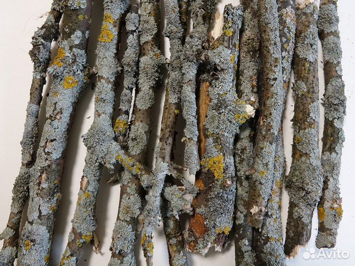 Жёлтый лишайник и листовой опад