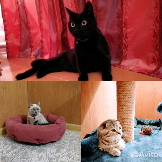 Передержка животных, зоогостиница, временный уход