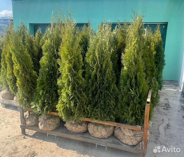 Туя Смарагд в ассортименте