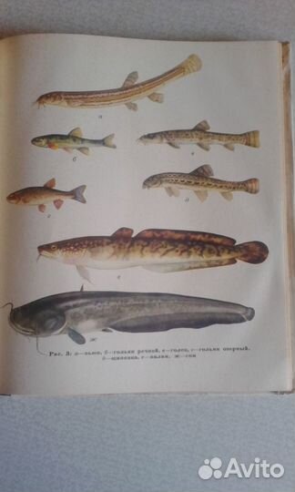 Удачливый рыболов