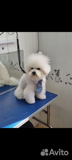 Мини бишон фризе
