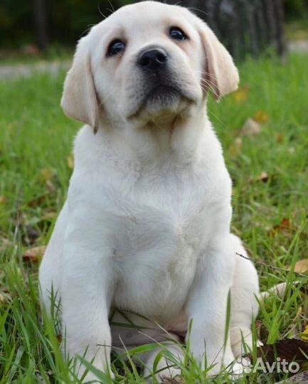 Щенки лабрадора. Все окрасы