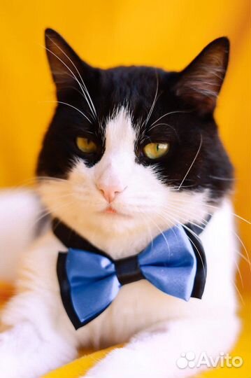 Славный котейка ищет дом