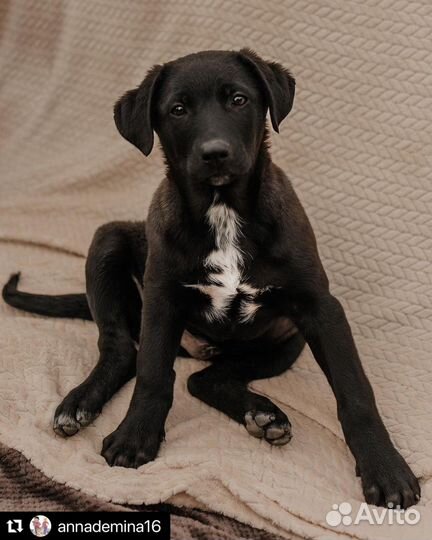 Собака в добрые руки