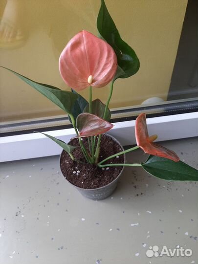 Антуриум Andre Alegria