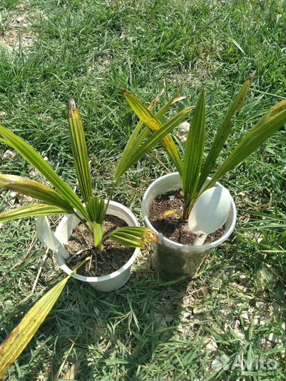 Олеандр, руэллия, веерные пальмы