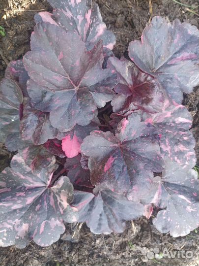 Гейхера сорт Миднайт Роуз