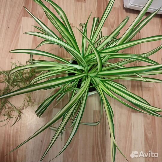 Хлорофитум полосатый