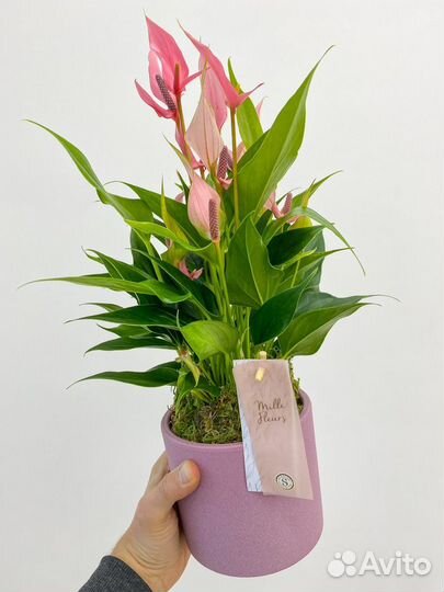 Карликовый антуриум Лилли в розовом бетоне