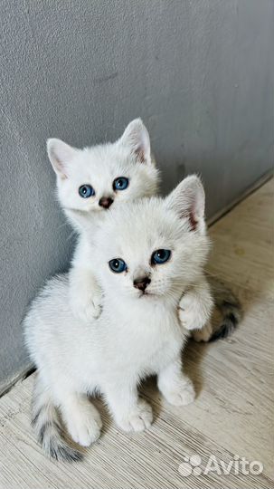 Продам Шотландских серебрянные шиншилы