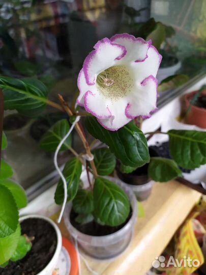 Глоксиния цветущая, белая