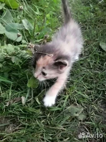 Котятки в дар